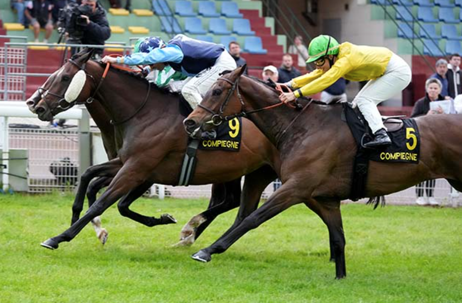 le sauveur turf || lesauveurturf 